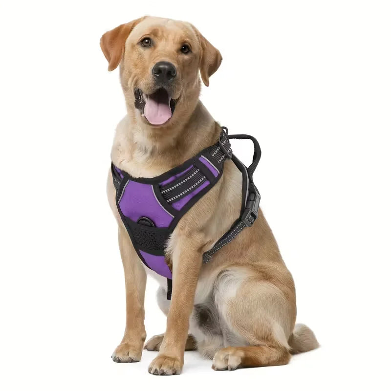 A golden retriever wearing a purple no-pull dog harness with black padding and dual leash clips.