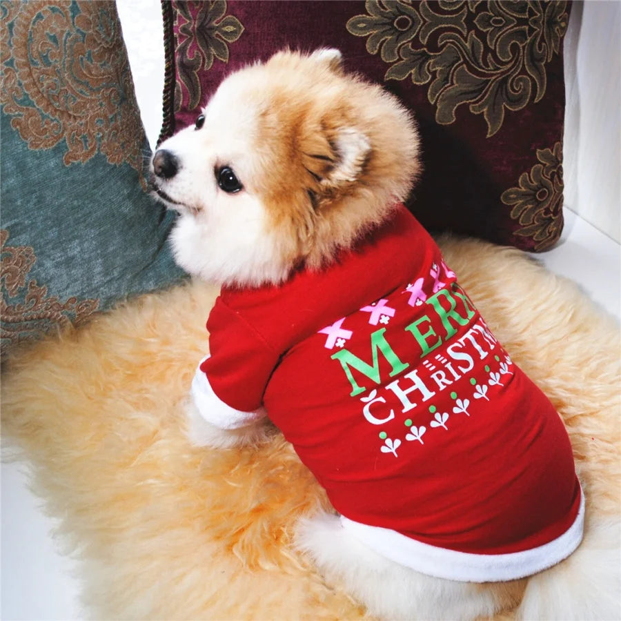 A fluffy golden dog wearing a red sweatshirt with green and white lettering.