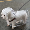 Waterproof Dog Raincoat with Harness Opening for Small & Medium Breeds