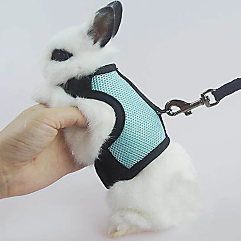 A white rabbit wearing a black mesh harness and attached to a leash, being held by a hand.