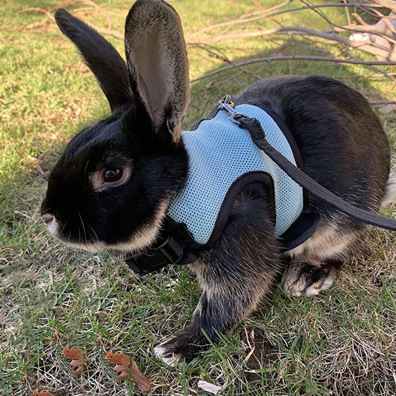 A black rabbit wearing a light blue mesh harness and attached leash, lying on green grass.