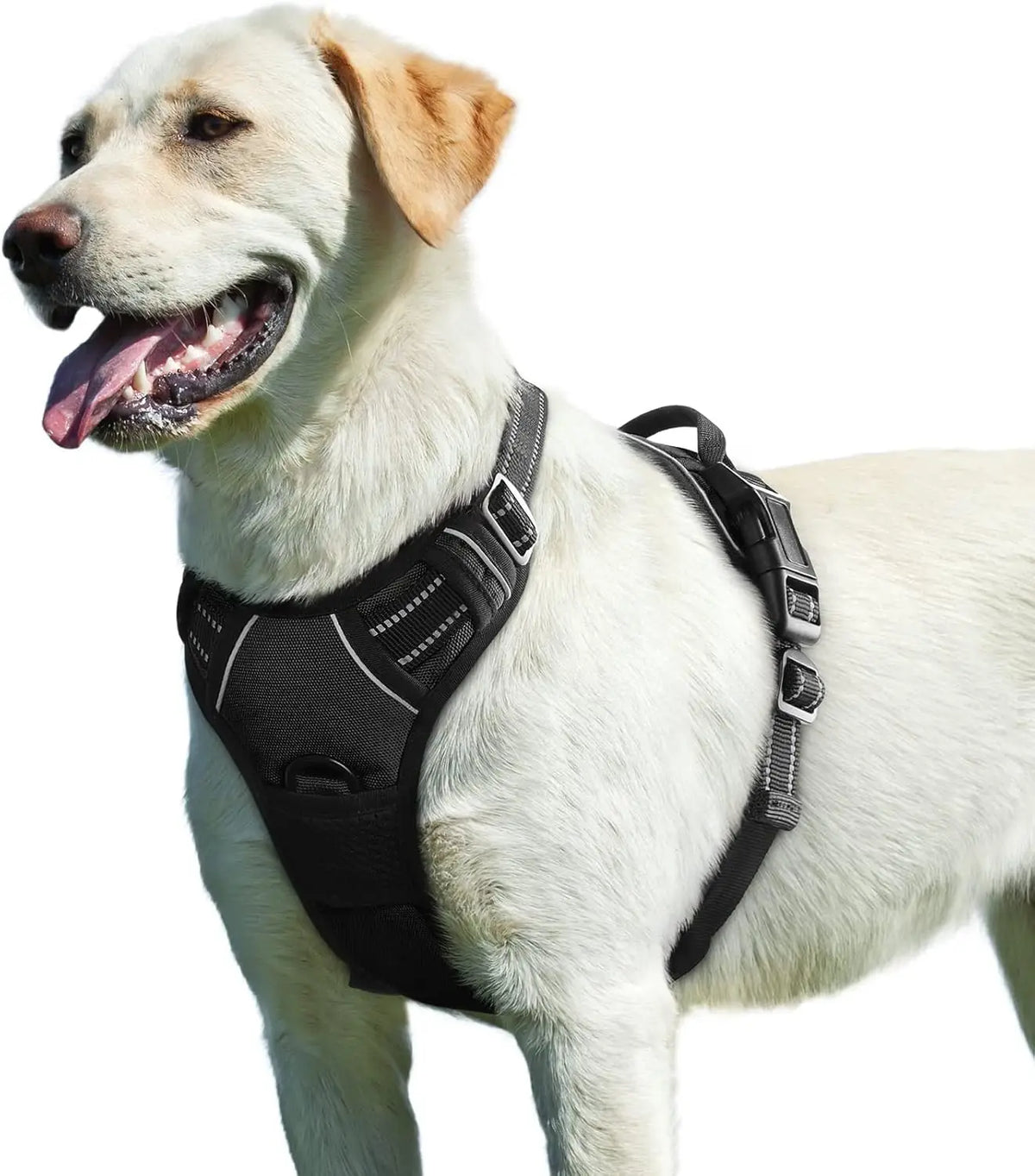 A light-colored dog wearing a black no-pull harness with reflective padding and dual leash clips.