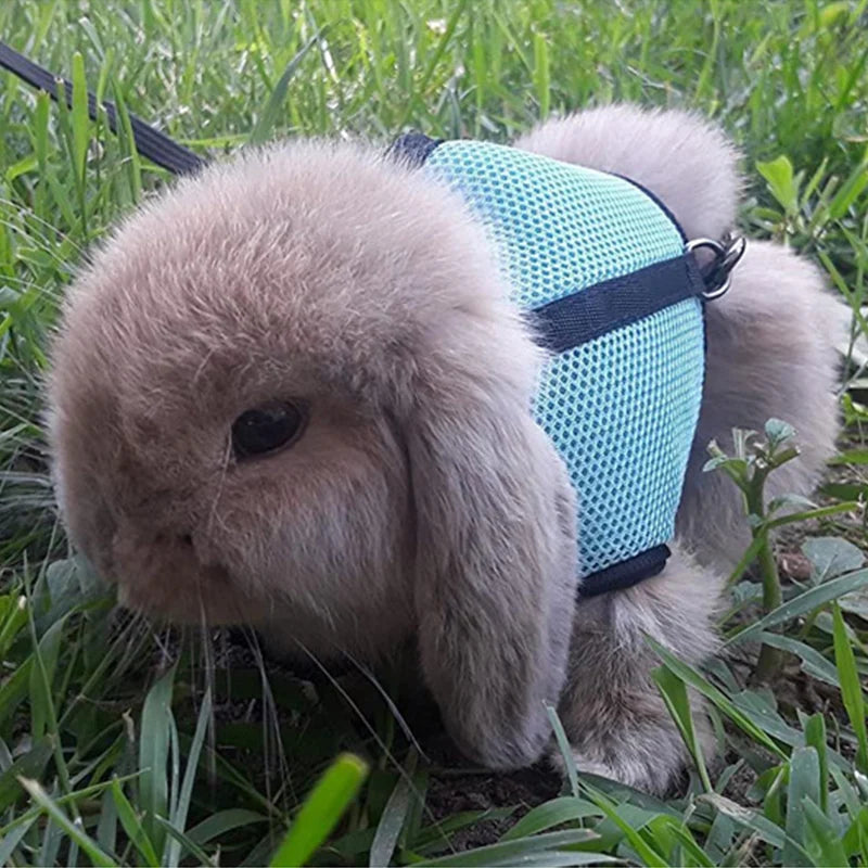 A fluffy light brown rabbit wearing a blue mesh harness and black leash in green grass.