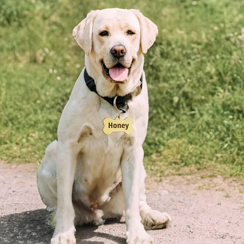 A light yellow Labrador dog sitting on a path with a bone-shaped pet ID tag around its neck.