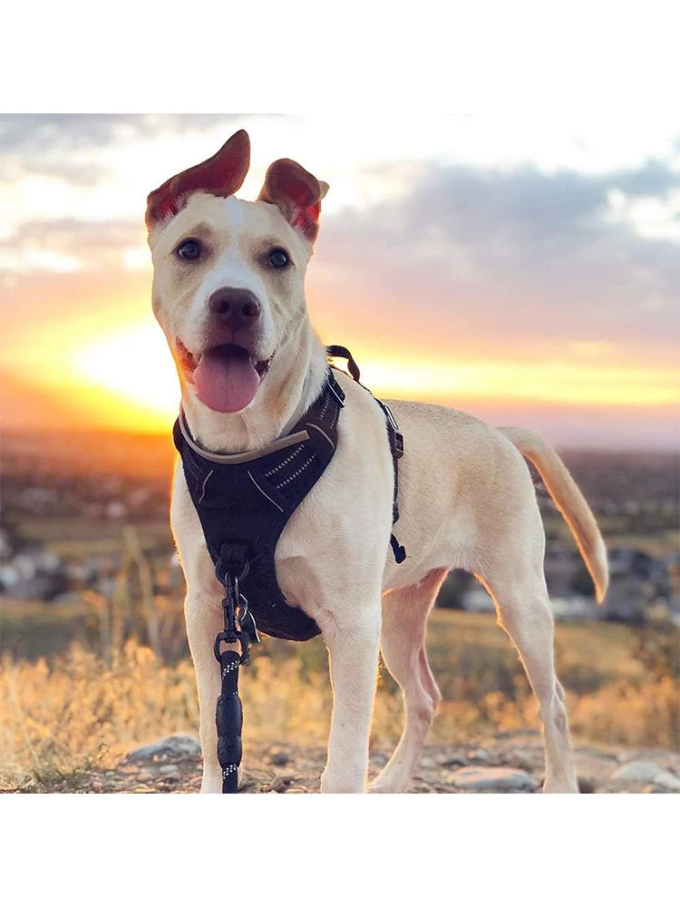 A light-colored dog wearing a black no-pull harness with reflective padding standing outdoors at sunset.