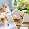 A small dog plays with a blue ball on various flooring surfaces including carpet, tile, and wood.