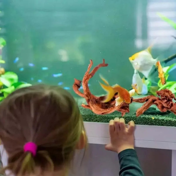 A child's hand is reaching toward natural driftwood decor inside a glass aquarium.