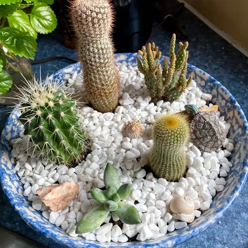 A bowl filled with white pebbles and various succulents, including a cactus and an aloe plant.
