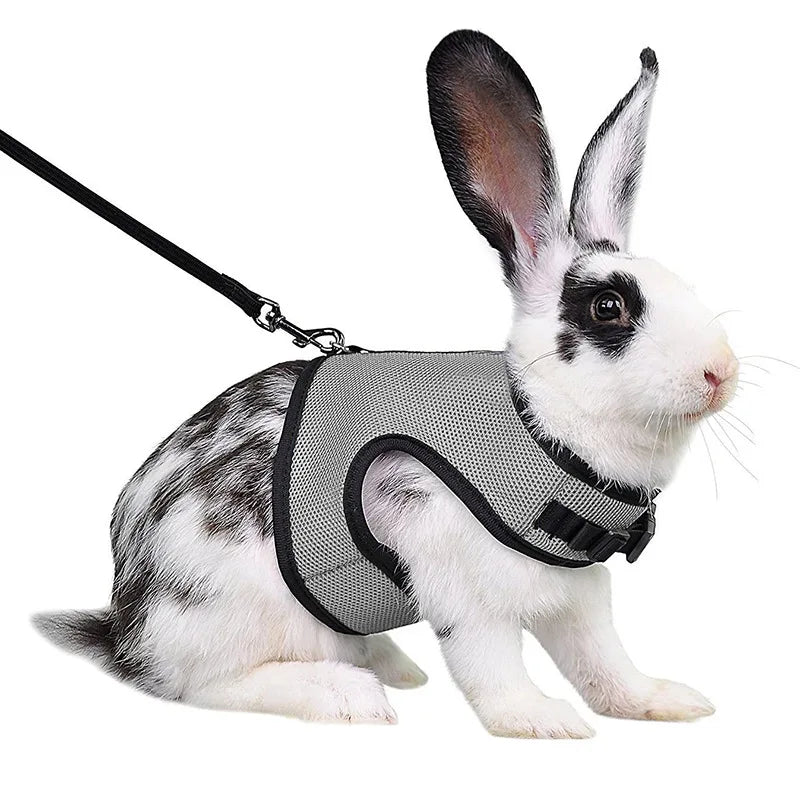 A white rabbit wearing a black mesh harness and attached leash.
