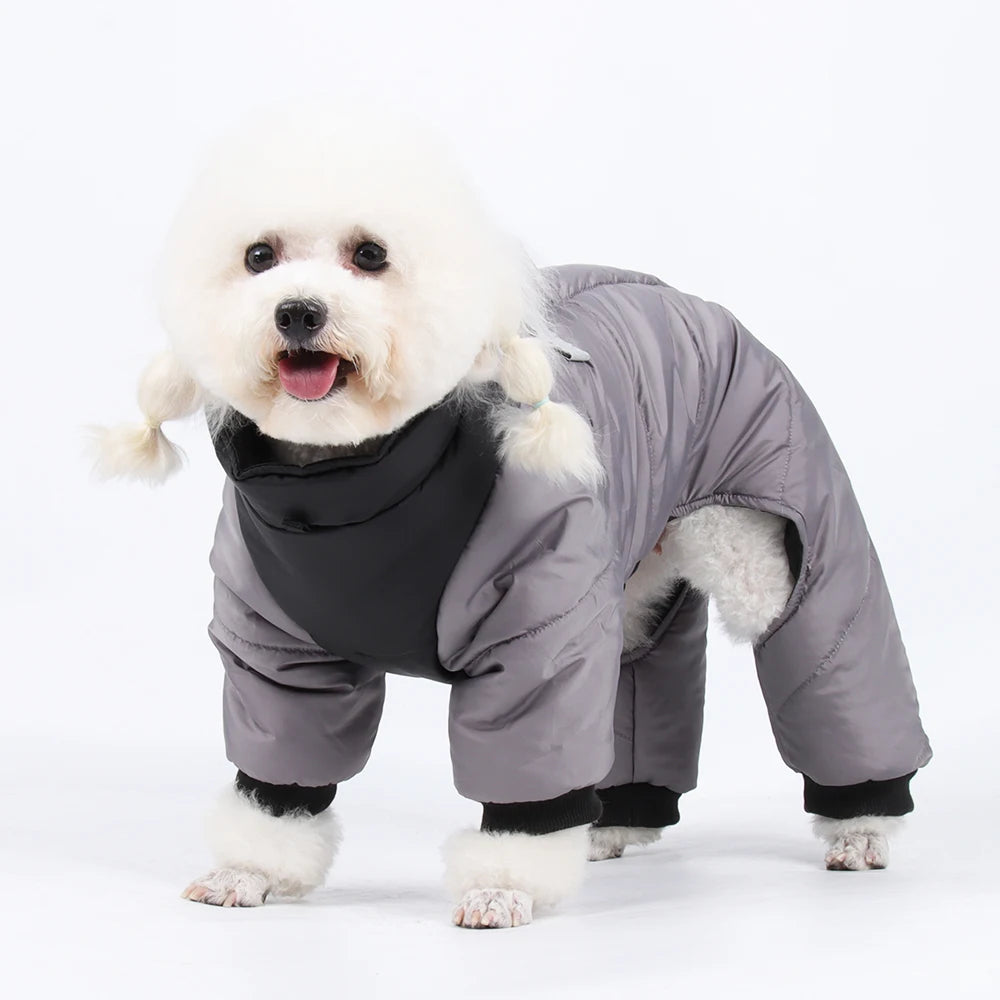 Un chien blanc duveteux portant une veste imperméable grise rembourrée.
