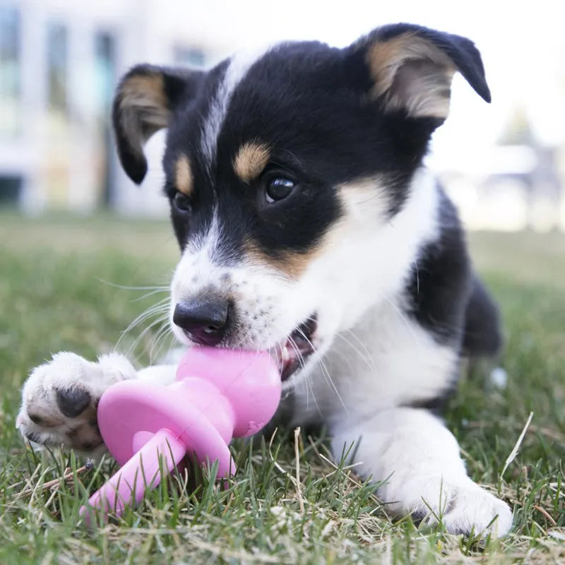 A small black and white puppy is chewing on a pink KONG Puppy Binkie teething toy in the grass.