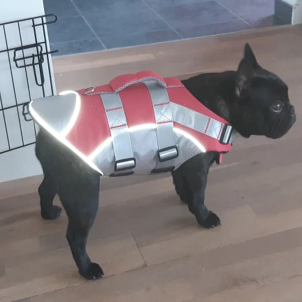 A black dog wearing a reflective red and silver life jacket for visibility.