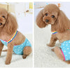 Two adorable light brown poodle puppies wearing colorful washable physiological dog underwear.