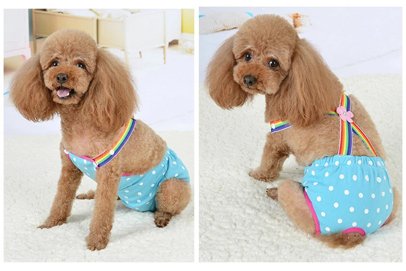 Two adorable light brown poodle puppies wearing colorful washable physiological dog underwear.