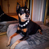 Luxury Rhinestone Dog Collar with Adjustable Chain