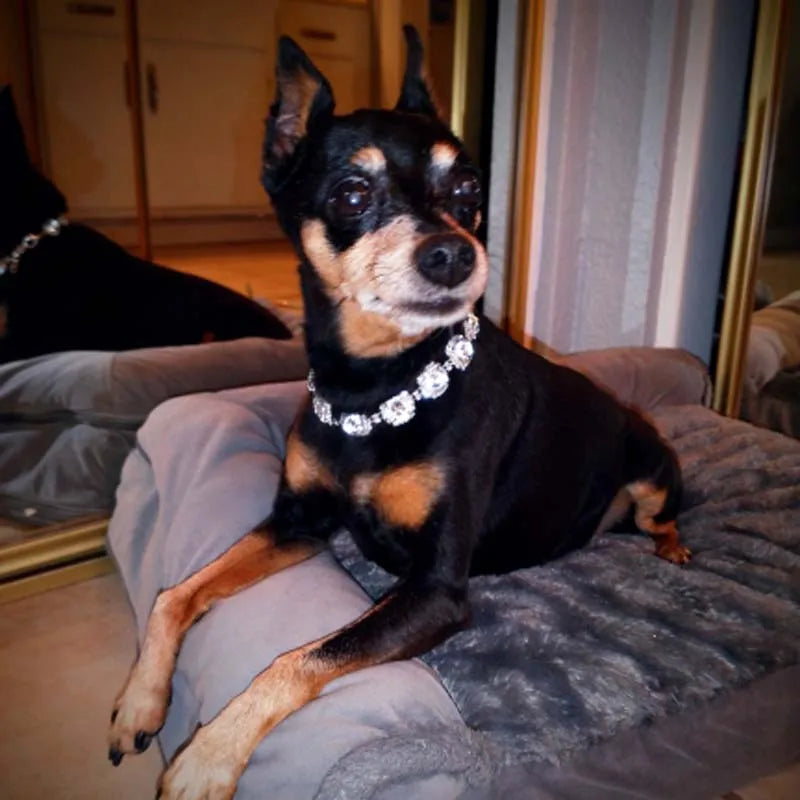 Luxury Rhinestone Dog Collar with Adjustable Chain