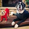 4-Leg Dog Recovery & Anxiety Calming Onesie