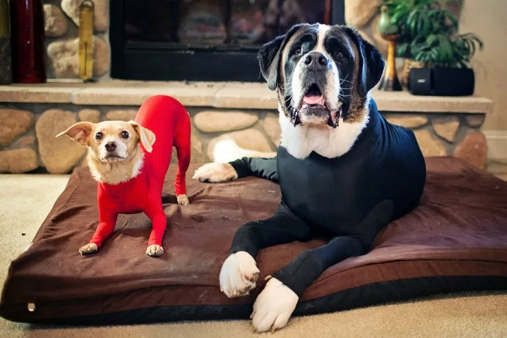 4-Leg Dog Recovery & Anxiety Calming Onesie
