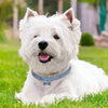 A white fluffy dog wearing an elegant rhinestone pendant cat collar lying in green grass.