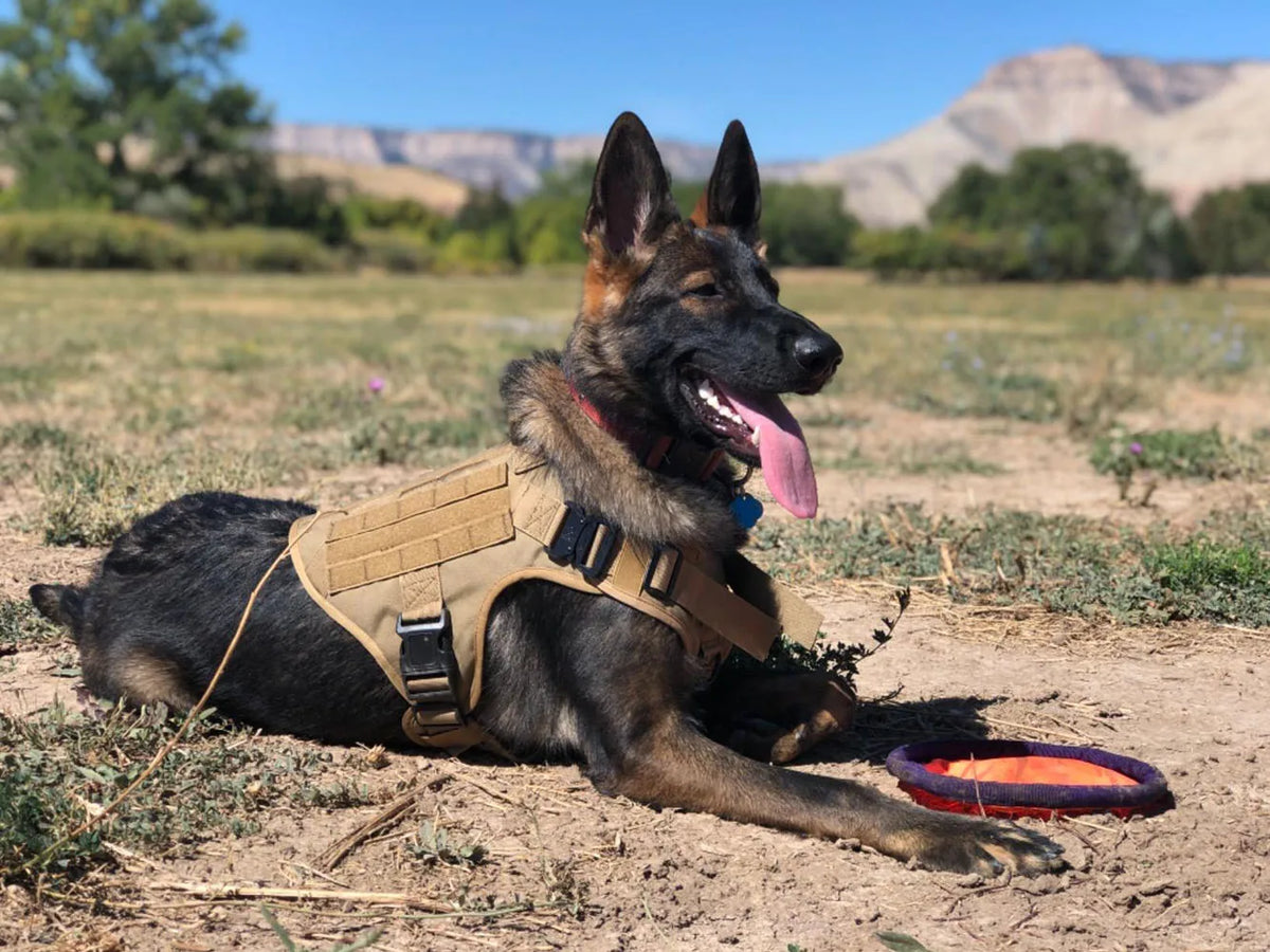A black German Shepherd wearing a tan tactical dog harness lying down in a dry field under a blue sky.