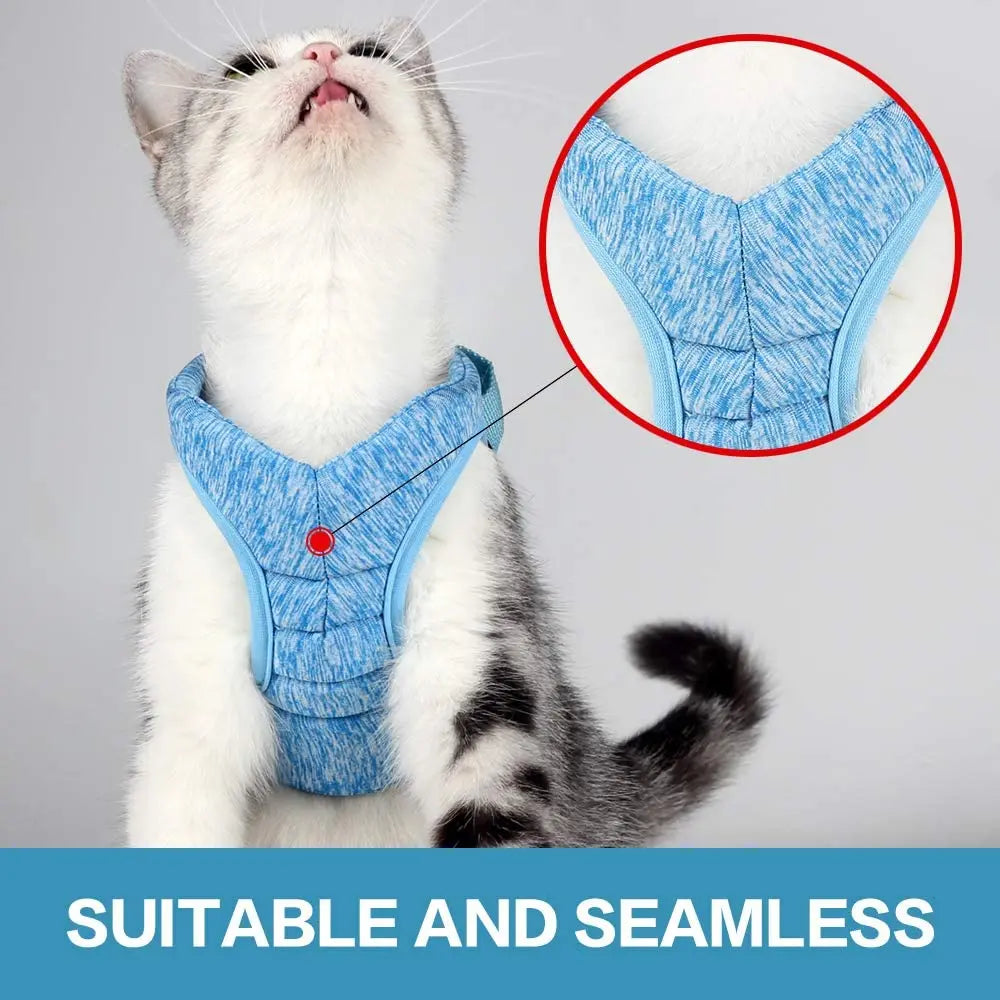 A white and gray cat wearing a blue, seamless escape-proof harness and leash set.
