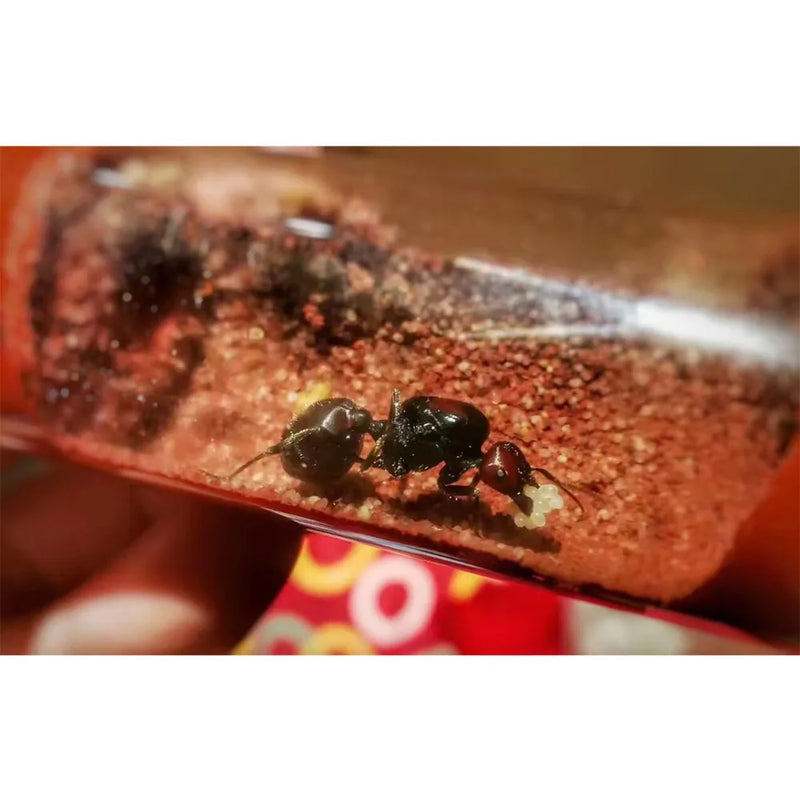Nid à fourmis en bambou avec tube à essai en gypse