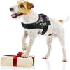 A small dog wearing a black harness vest with a pink and purple pattern and an ID tag standing next to a gift box.