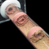 Nid de Fourmis en Bambou Naturel avec Chambre d'Alimentation