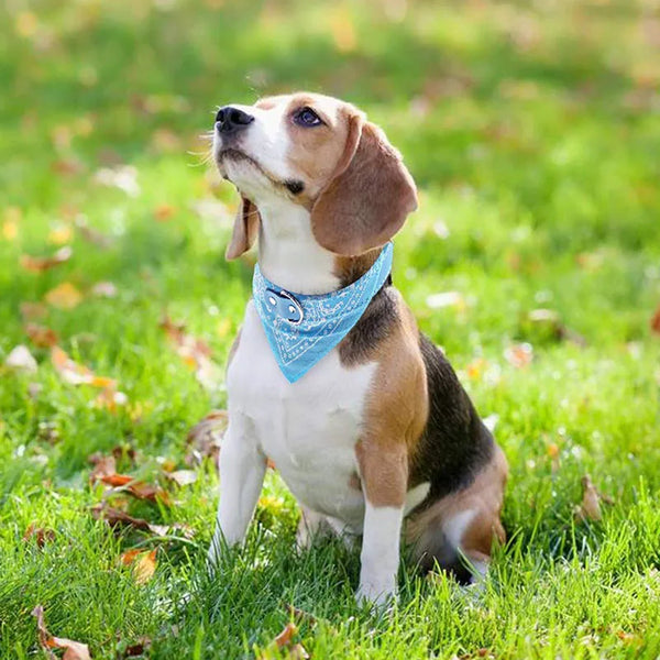 A brown and white dog sits in green grass wearing a light blue PU leather triangle bandana.