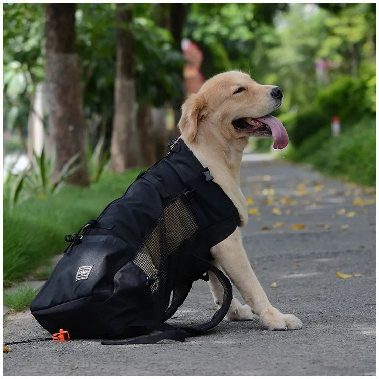 Ein helles Hund steht neben einem schwarzen belüfteten Rucksack auf einem gepflasterten Weg im Park.