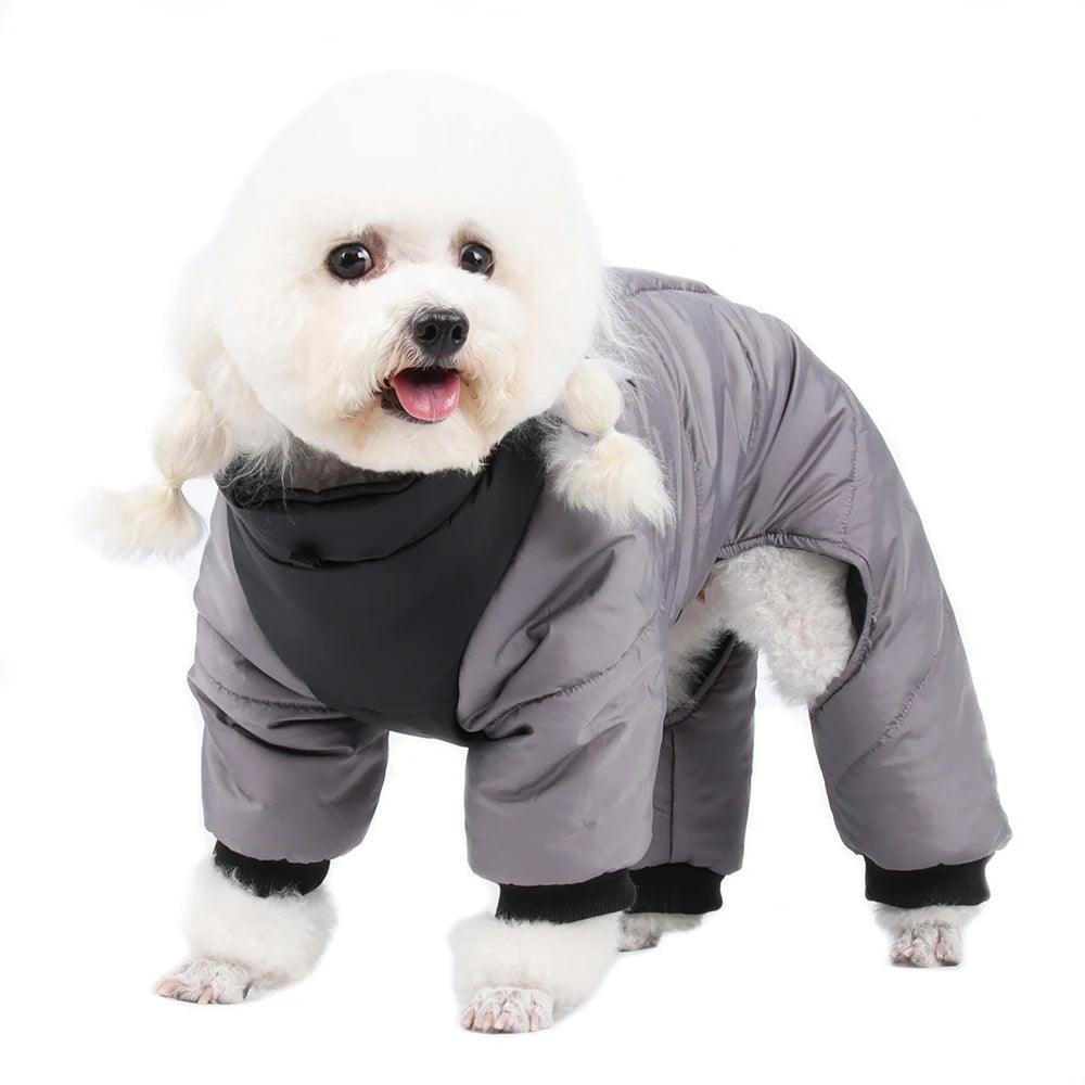 Un caniche blanc portant une veste de chien imperméable grise et rembourrée.