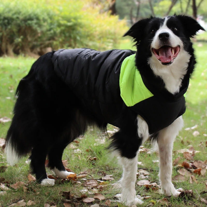 A black and white dog wearing a bright lime green waterproof quilted jacket outdoors.