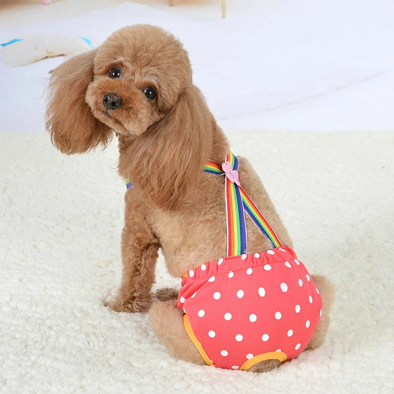 A fluffy brown poodle wearing colorful washable physiological dog underwear on a white surface.