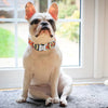 Personalisierte Nylon-Hundehalsband mit graviertem ID-Plättchen