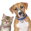 A brown and white dog looking at a gray kitten wearing an elegant rhinestone pendant cat collar