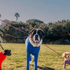 4-Leg Dog Recovery & Anxiety Calming Onesie