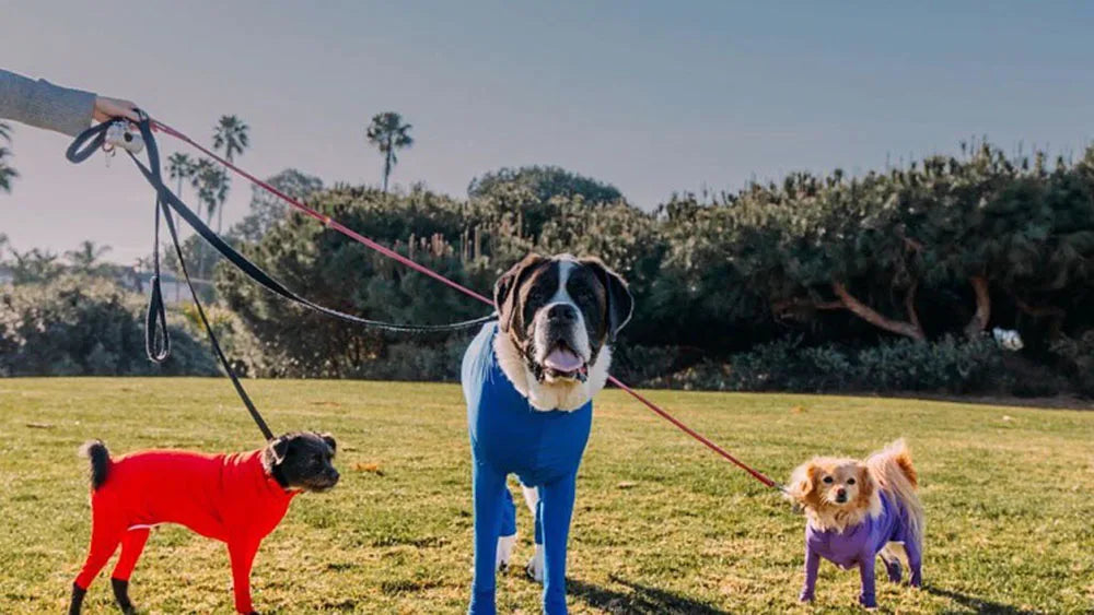 4-Leg Dog Recovery & Anxiety Calming Onesie