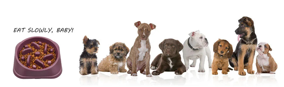 A row of various small dogs standing in front of a purple non-slip slow feeder bowl for dogs.