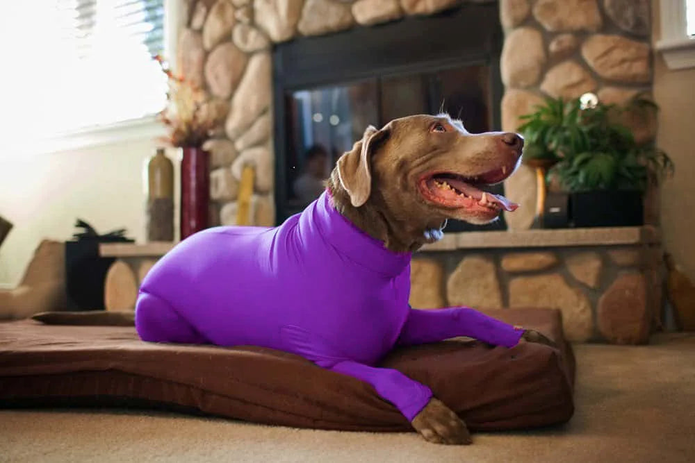 4-Leg Dog Recovery & Anxiety Calming Onesie