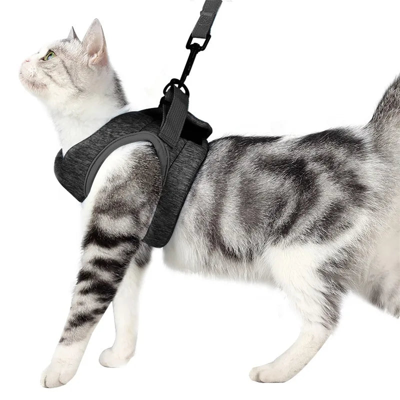 A domestic cat wearing a black escape-proof harness and leash set.