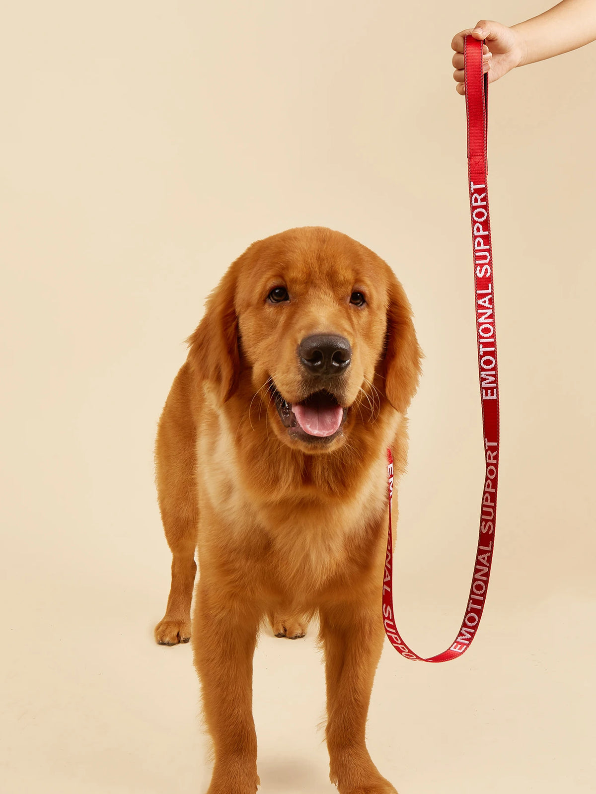 A golden retriever dog standing while a hand holds a red leash with emotional support writing.