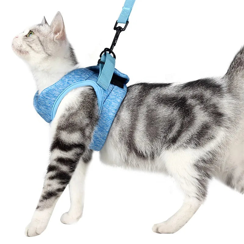 A tabby cat wearing a blue harness and leash, standing against a white background.