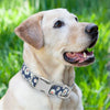 Personalisierte Nylon-Hundehalsband mit graviertem ID-Plättchen