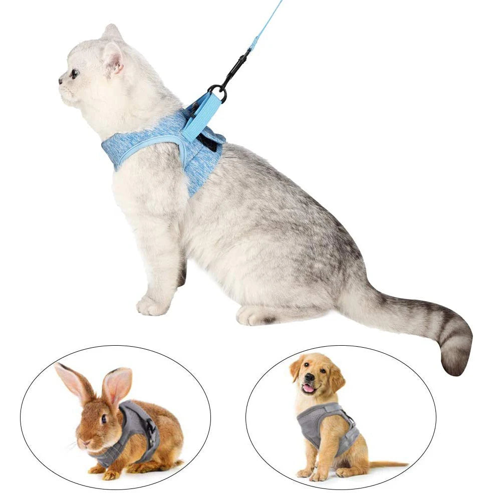 A gray cat wearing a blue harness and leash, with images of a rabbit and a dog nearby.