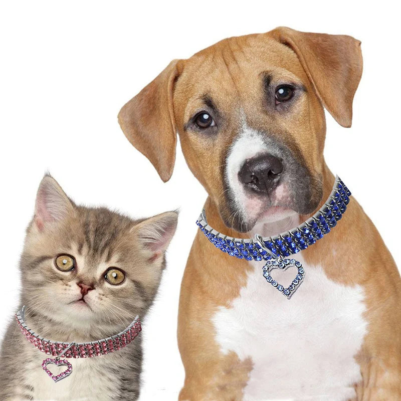 A brown and white dog looking at a gray kitten wearing an elegant rhinestone pendant cat collar