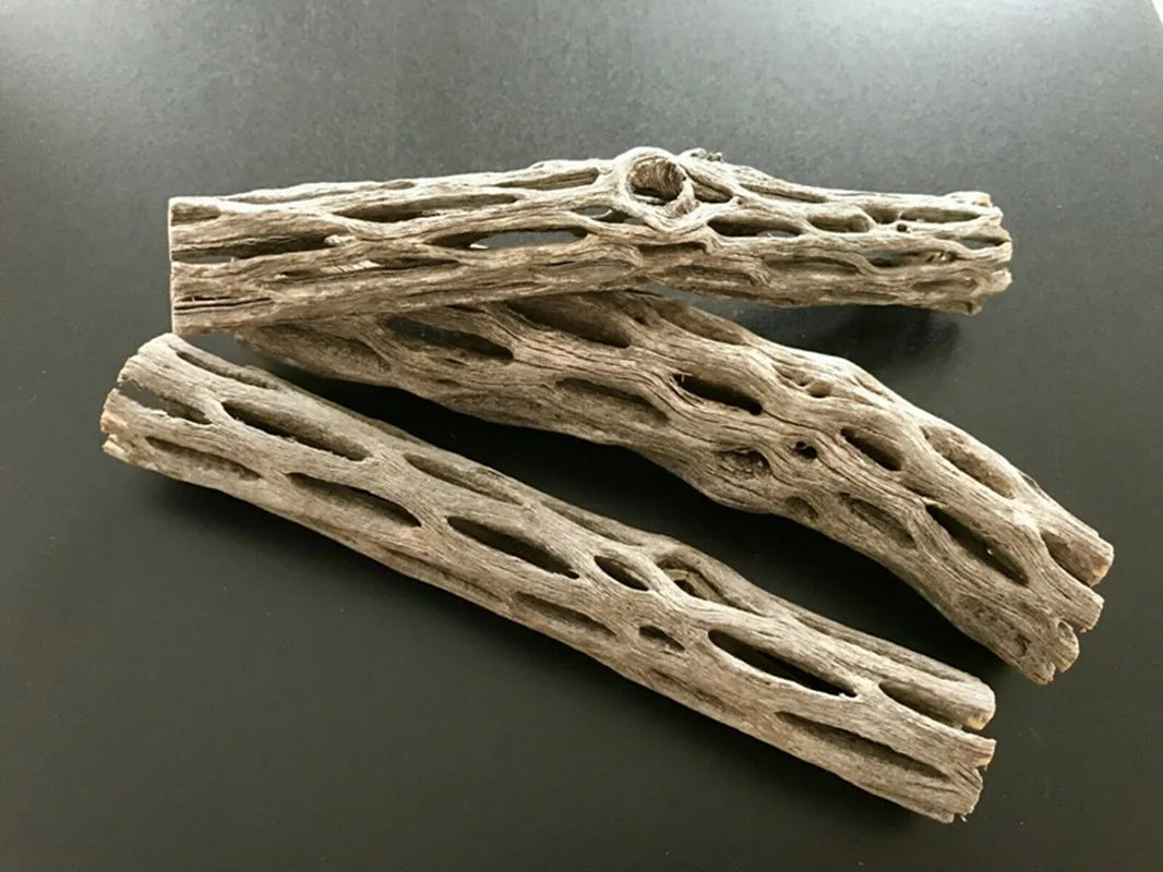 A piece of natural cholla cactus wood used as a shrimp nest for aquariums.