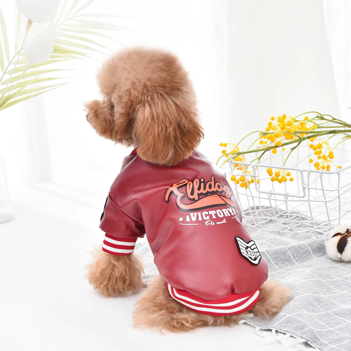 A brown dog wearing a maroon faux leather fleece-lined coat with gold embroidery and red trim.