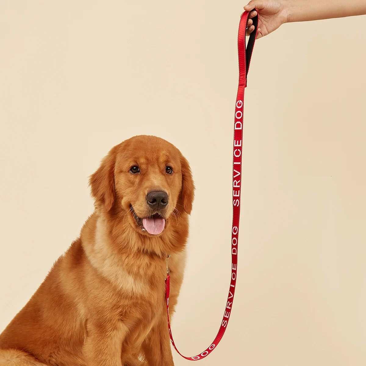 A golden retriever is holding a red service dog leash with a padded neoprene handle.