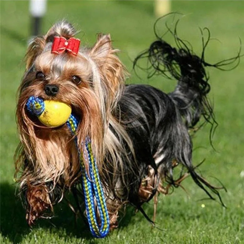 A brown and silver dog with a red bow is holding a yellow rubber chew ball on a blue rope in a grassy field.