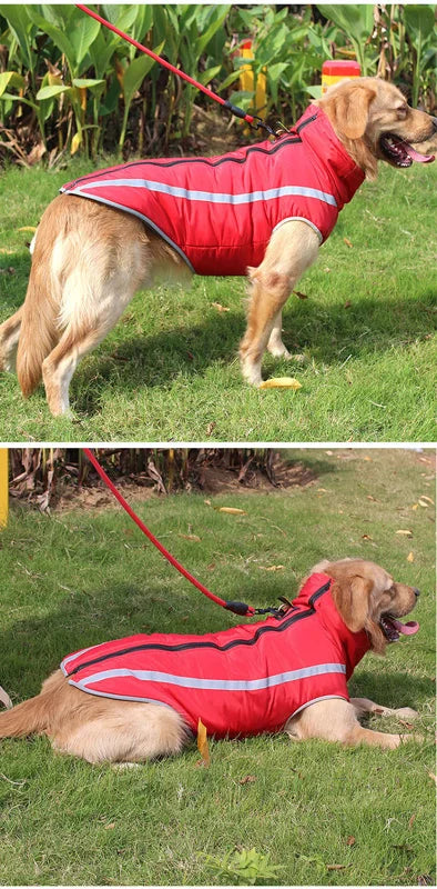 Un golden retriever portant un manteau de pluie rouge et blanc rembourré avec une bordure réfléchissante à l'extérieur.